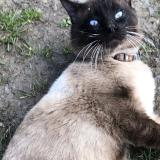 Picture of cat found at La Tour En Jarez