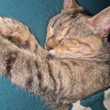 Picture of cat lost at Airel