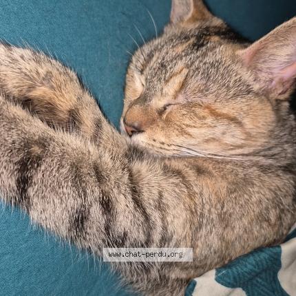 Photo 1/1 Ruby Chat lost in Airel