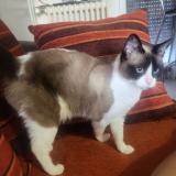 Picture of cat lost at La Rochelle