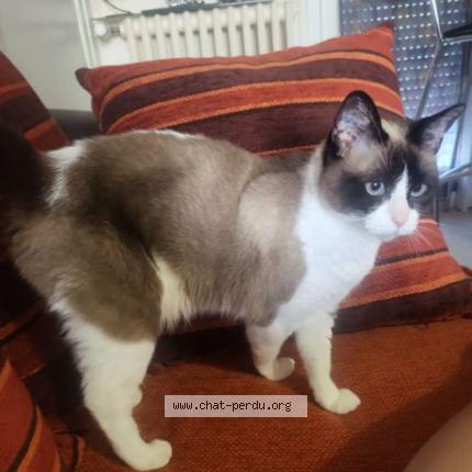 Photo 1/1 Mickey Chat lost in La rochelle