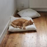 Picture of cat lost at Argences