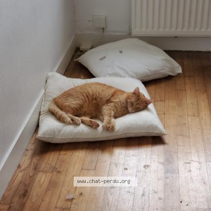 Photo 1/1 Oscar Chat lost in Argences