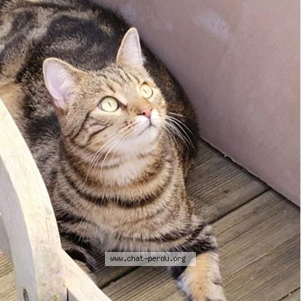 Photo 1/1 Titane Chat lost in Pessac