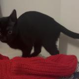 Picture of cat lost at Ruelle Sur Touvre