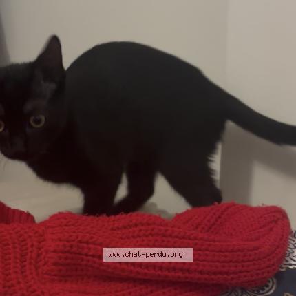 Photo 1/1 Merline Chat lost in Ruelle sur touvre