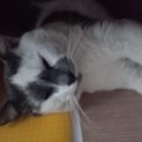 Picture of cat lost at Peyrehorade