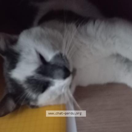 Photo 1/1 Simba Chat lost in Peyrehorade