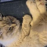 Picture of cat lost at Sainghain En Melantois