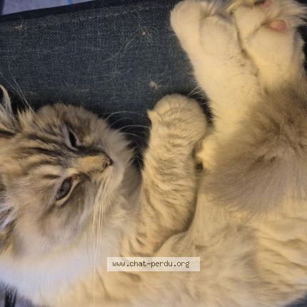 Photo 1/1 Miaouss Chat lost in Sainghain en melantois