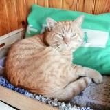 Picture of cat lost at Montlucon