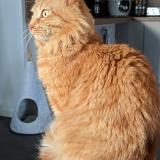 Picture of cat lost at Brest