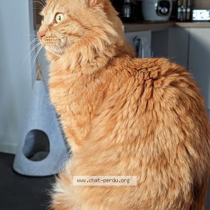 Photo 1/1 Scratch Chat lost in Brest