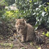 Picture of cat found at Marseille