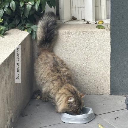 Photo 2/3 Found cat Found in Marseille