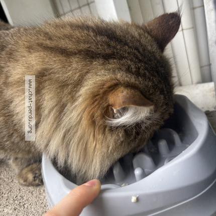 Photo 3/3 Found cat Found in Marseille