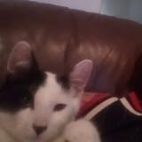 Picture of cat lost at Sacramento