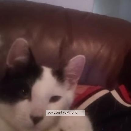 Photo 1/1 Whisky Chat lost in Sacramento