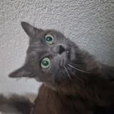 Picture of cat lost at Boudry