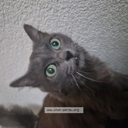 Photo 1/1 Mia Chat lost in Boudry