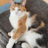 Picture of cat lost at Caussade