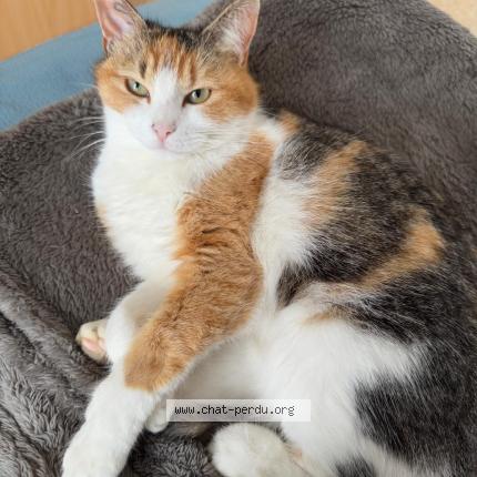 Photo 1/1 Minette Chat lost in Caussade