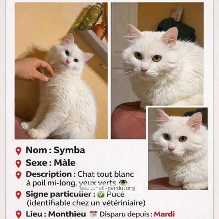 Photo 1/1 Symba Chat lost in Saint etienne