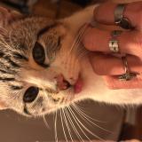 Picture of cat lost at Bordeaux