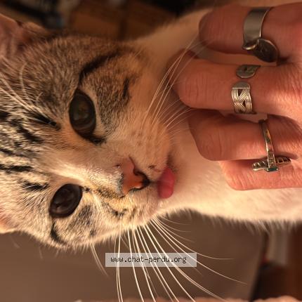 Photo 1/1 Moka Chat lost in Bordeaux