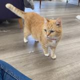 Picture of cat lost at Herzeele