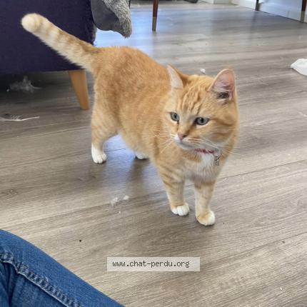 Photo 1/1 Sunny Chat lost in Herzeele