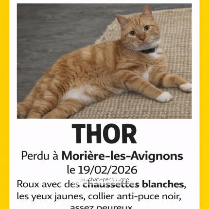 Photo 1/1 Thor Chat lost in Moriere les avignons