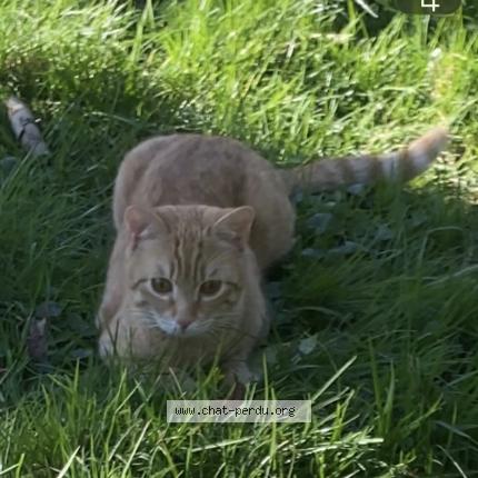 Photo 1/1 Toupou Chat lost in La celle saint cloud