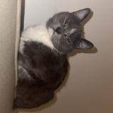 Picture of cat lost at Carvin