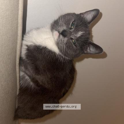 Photo 1/1 Poupette Chat lost in Carvin