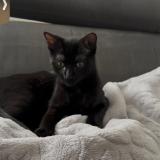 Picture of cat lost at Ruelle Sur Touvre