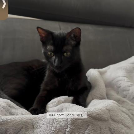 Photo 1/1 Merline Chat lost in Ruelle sur touvre