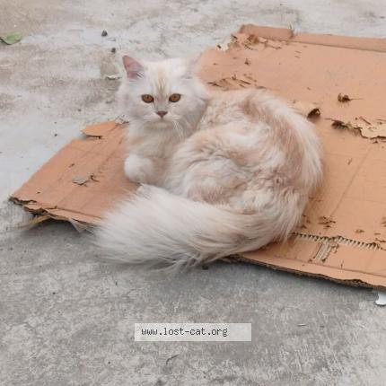 Photo 1/1 Hala Chat lost in Lucknow