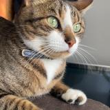 Picture of cat lost at Laval