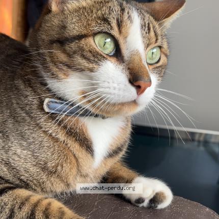 Photo 1/1 Marcus Chat lost in Laval