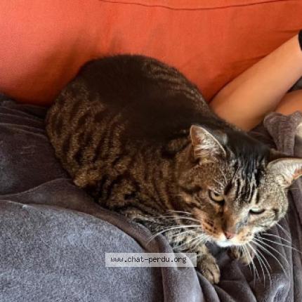 Photo 1/1 Odesse Chat lost in Nantes