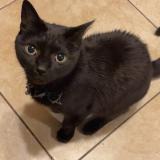 Picture of cat lost at Lynn