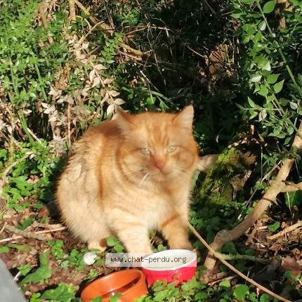 Photo 1/2 Found cat Found in Briollay