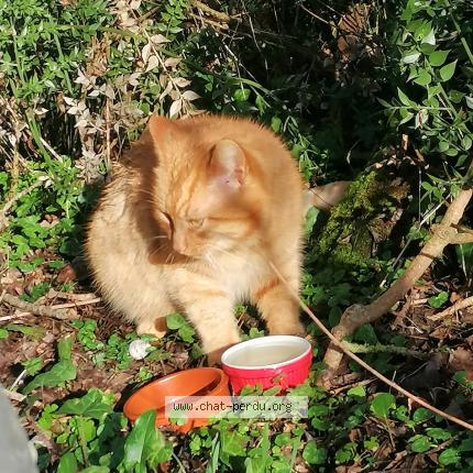 Photo 2/2 Found cat Found in Briollay