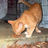 Picture of cat found at Athens