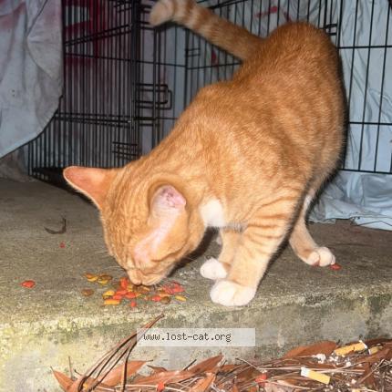 Photo 1/1 Found cat Found in Athens