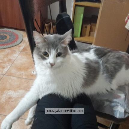 Photo 1/1 Lionel Chat lost in La tablada