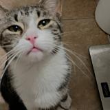 Picture of cat lost at North Las Vegas