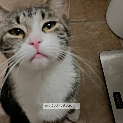 Photo 1/1 Angel Chat lost in North las vegas