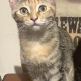 Picture of cat lost at St Isidore